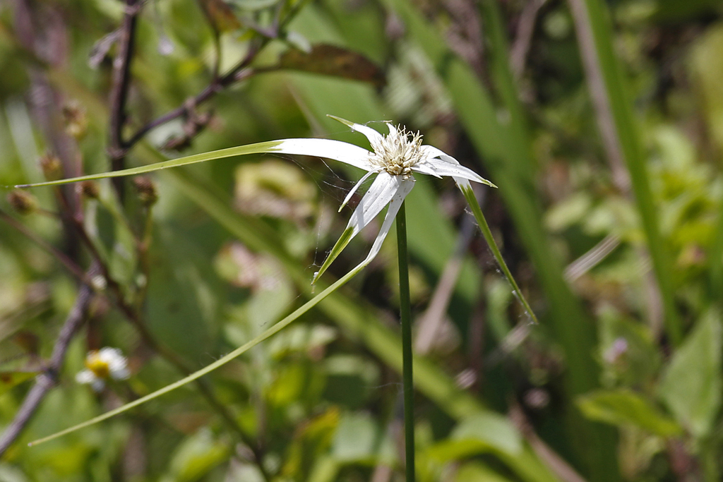 Rhynchospora colorata