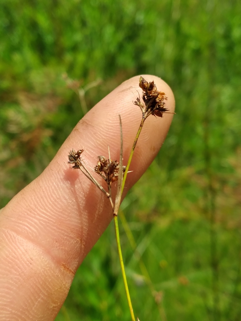 Rhynchospora compressa