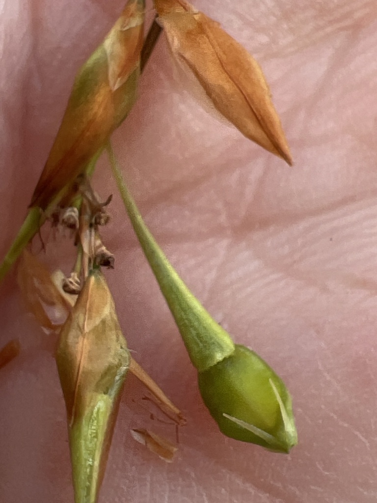 Rhynchospora corniculata