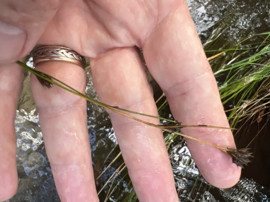 Rhynchospora crinipes