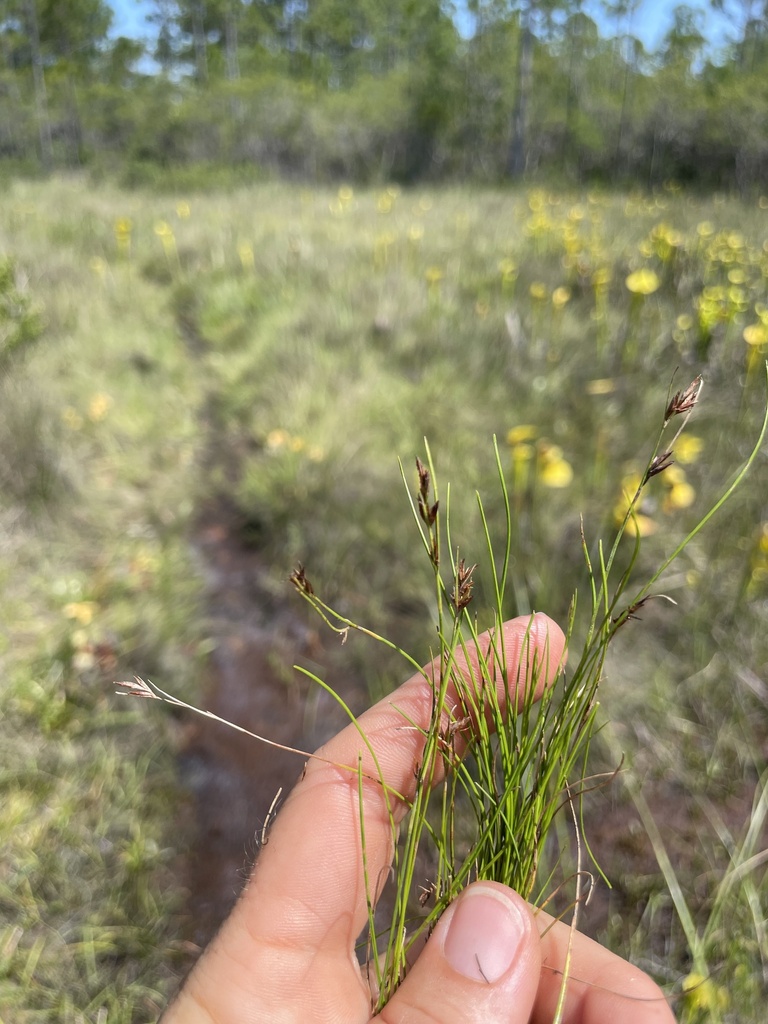 Rhynchospora curtissii