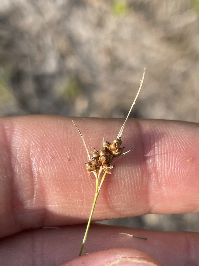 Rhynchospora debilis