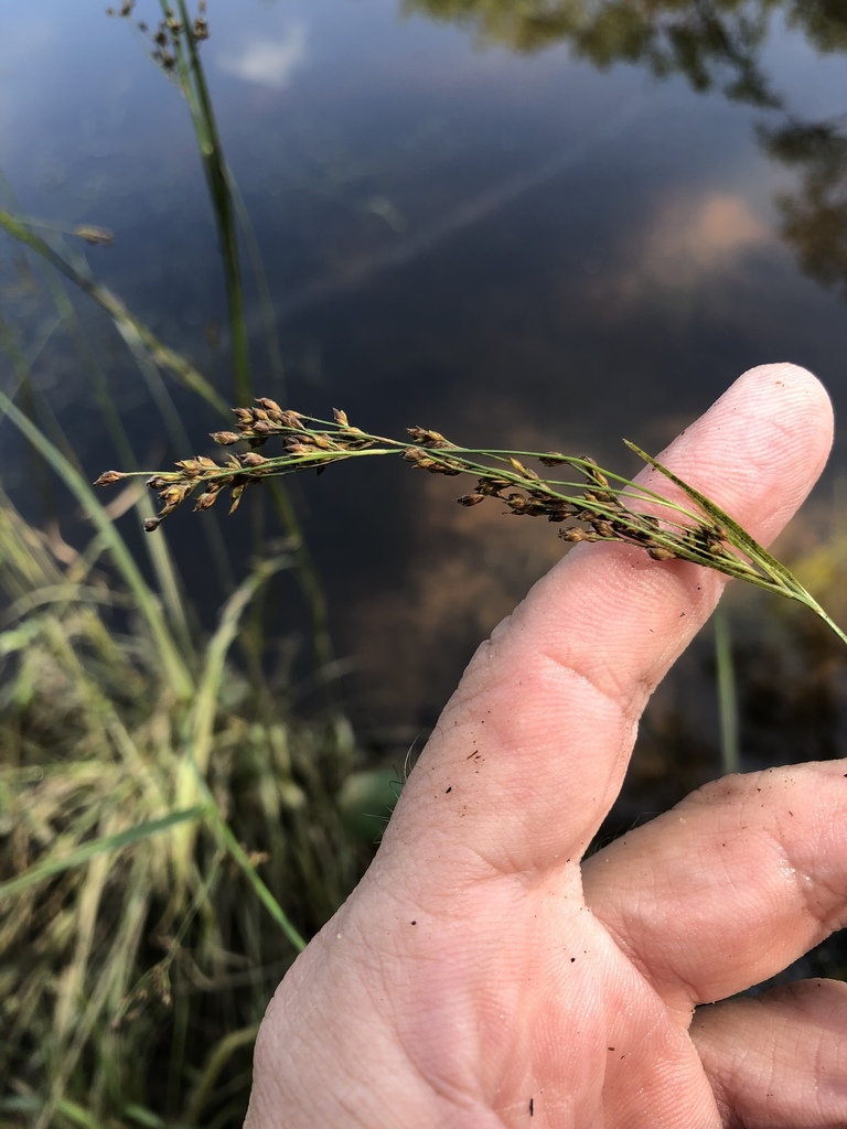 Rhynchospora decurrens