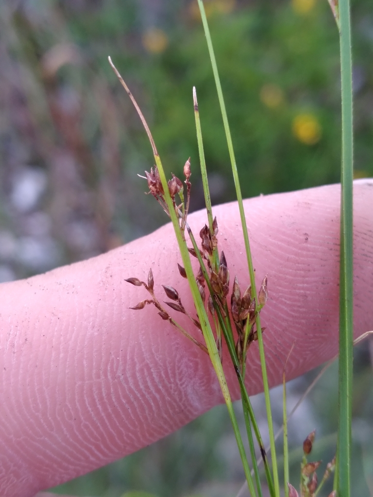 Rhynchospora divergens