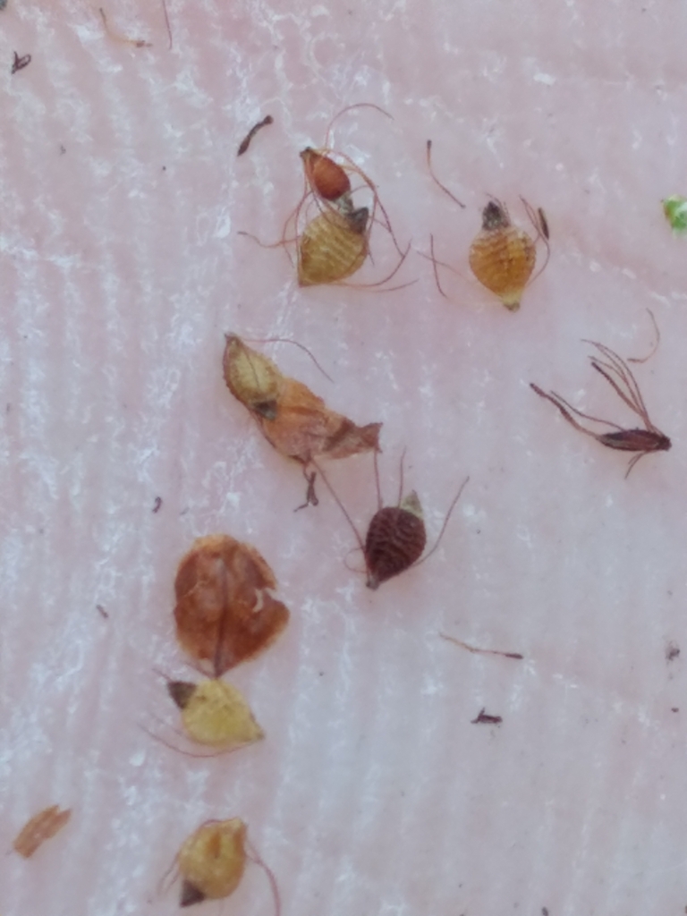 Rhynchospora elliottii