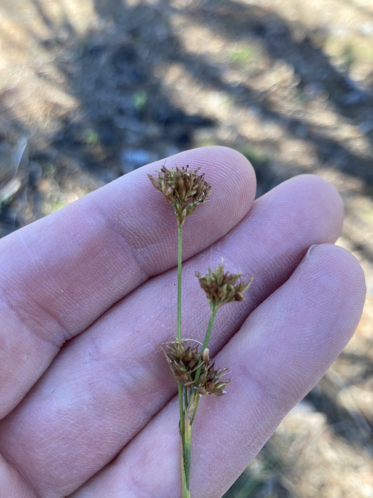 Rhynchospora fascicularis