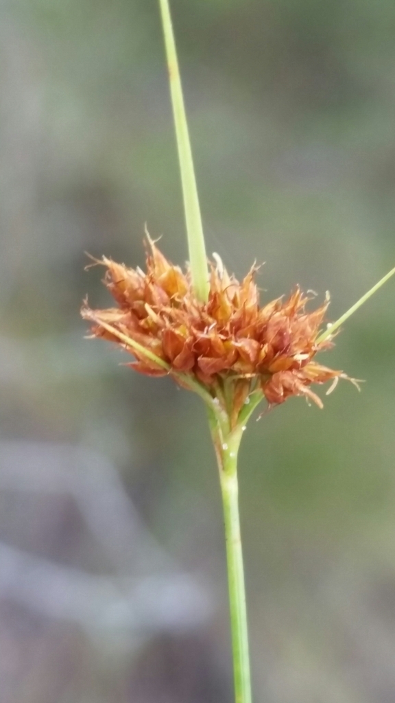 Rhynchospora fernaldii