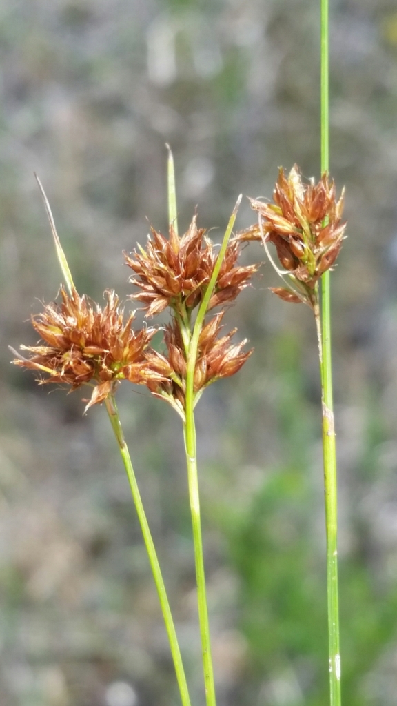 Rhynchospora filifolia