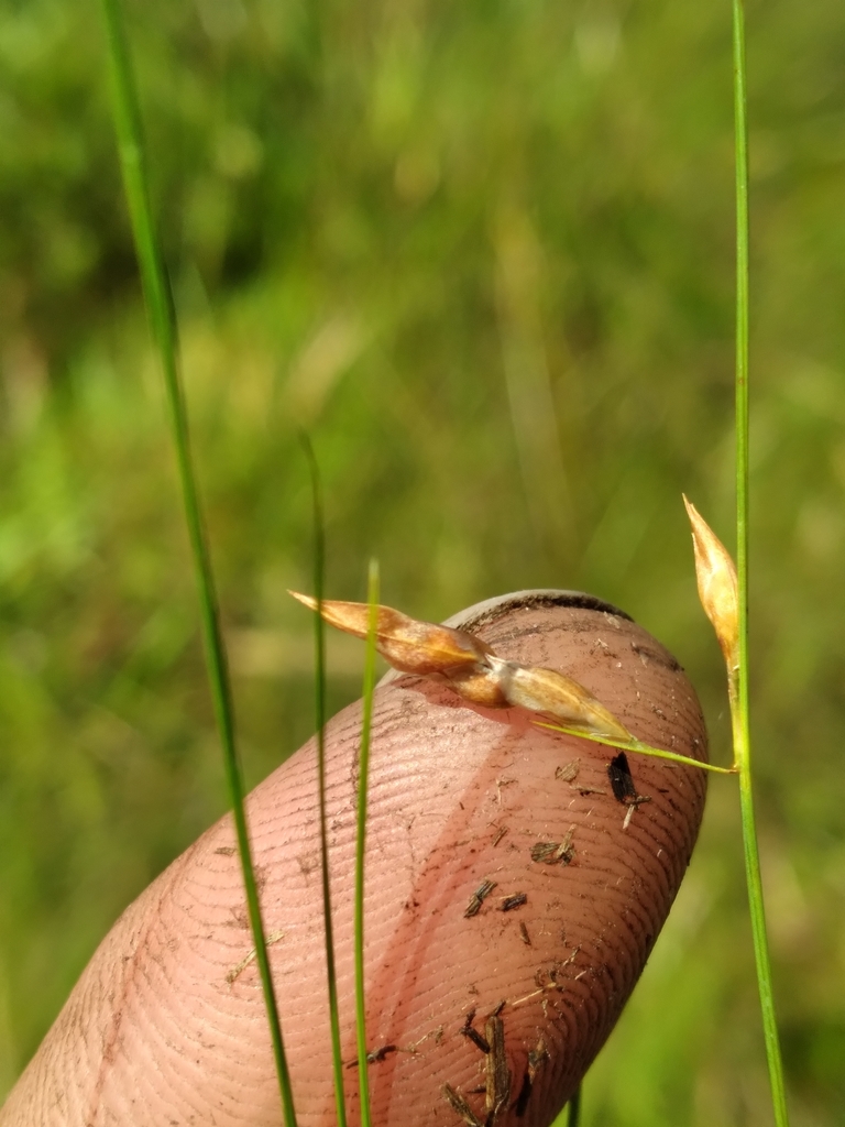 Rhynchospora galeana