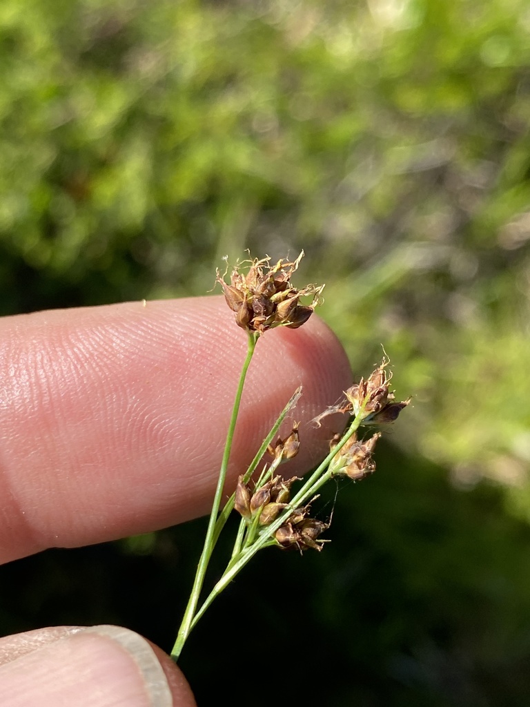 Rhynchospora globularis