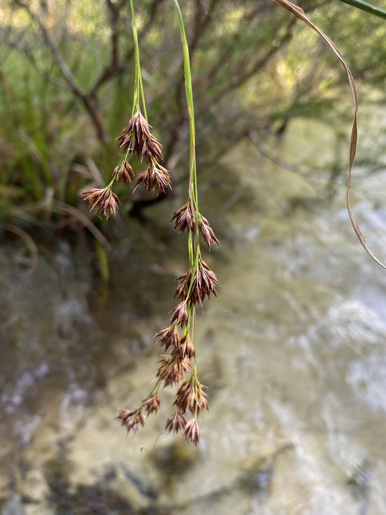 Rhynchospora glomerata