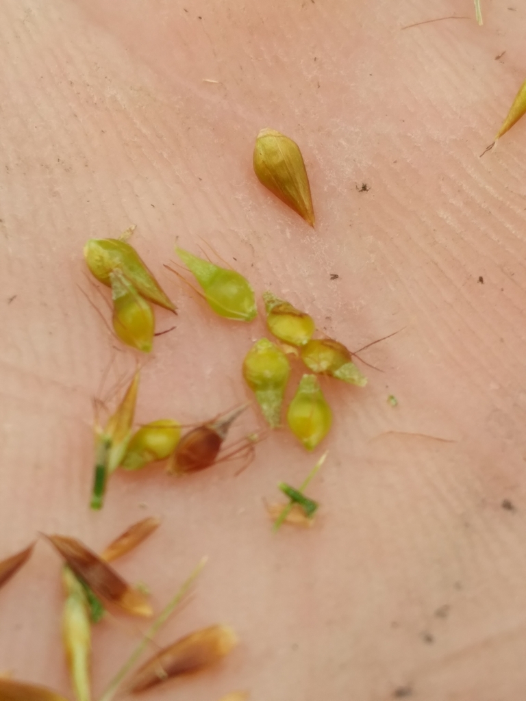 Rhynchospora gracilenta