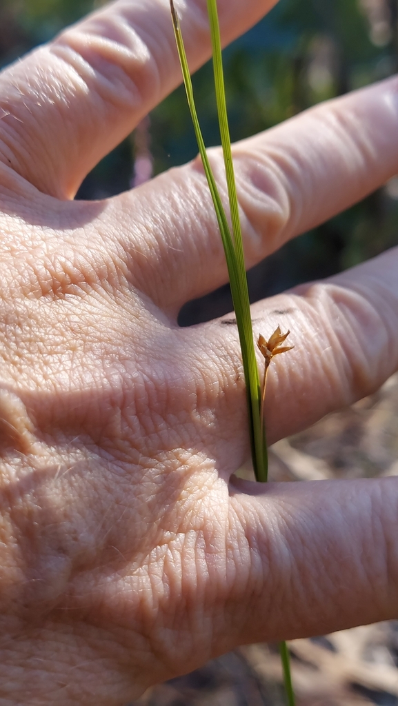 Rhynchospora grayi