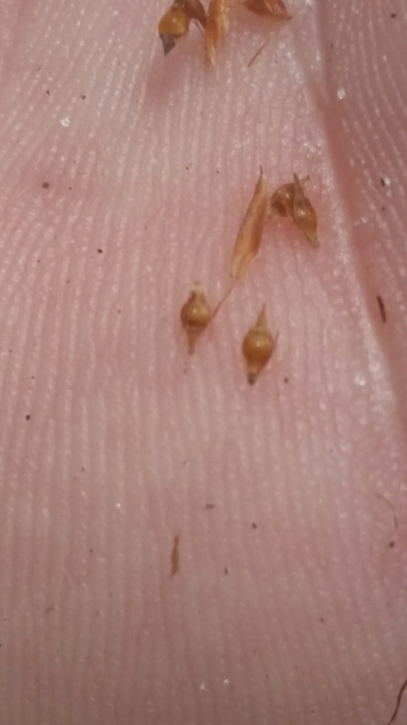Rhynchospora harperi
