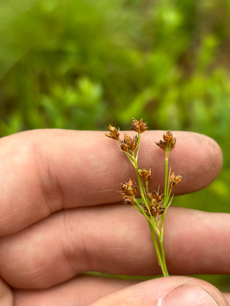 Rhynchospora harveyi