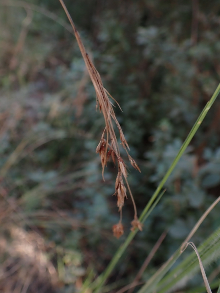 Rhynchospora inexpansa