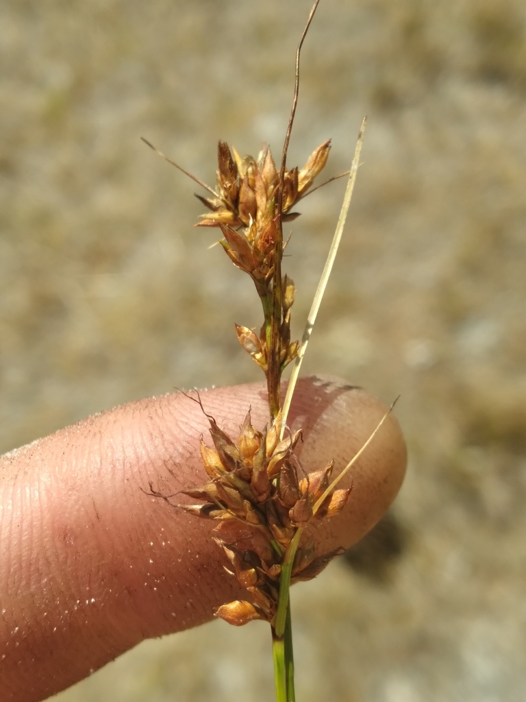 Rhynchospora intermedia