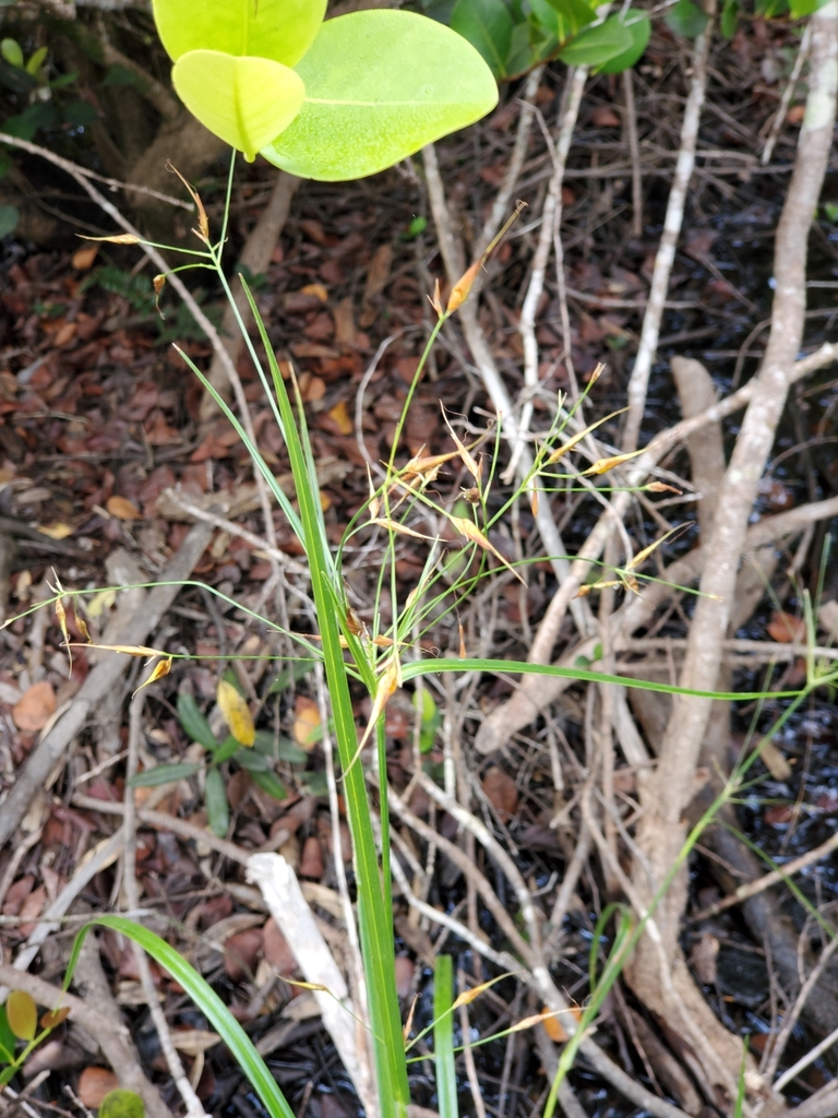 Rhynchospora inundata