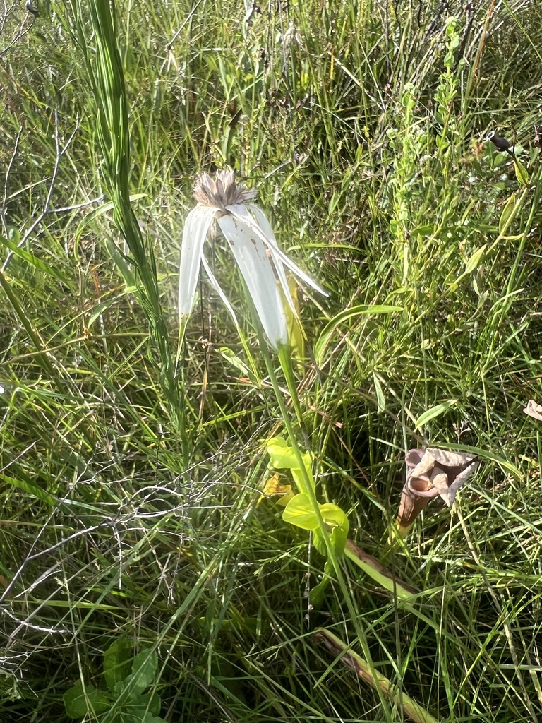 Rhynchospora latifolia