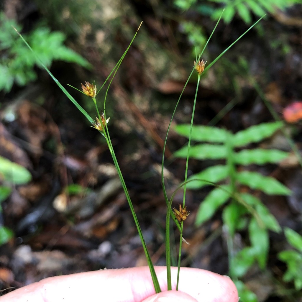 Rhynchospora leptocarpa