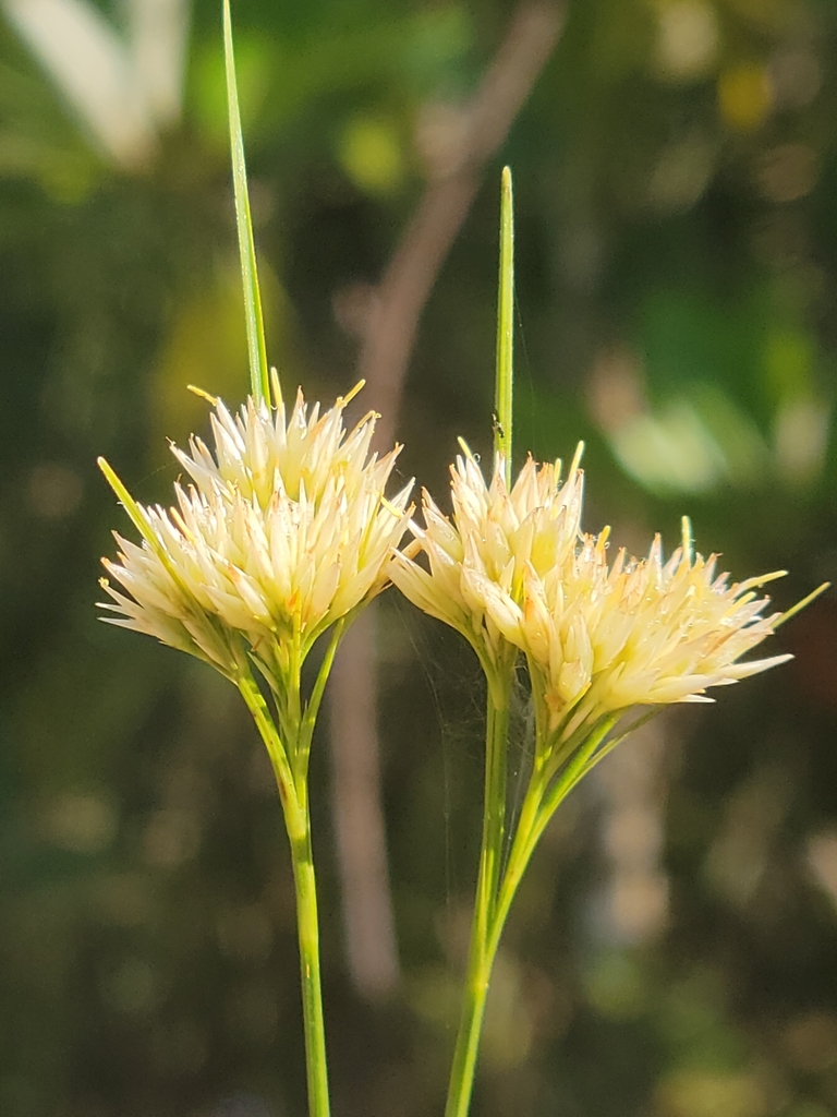 Rhynchospora macra