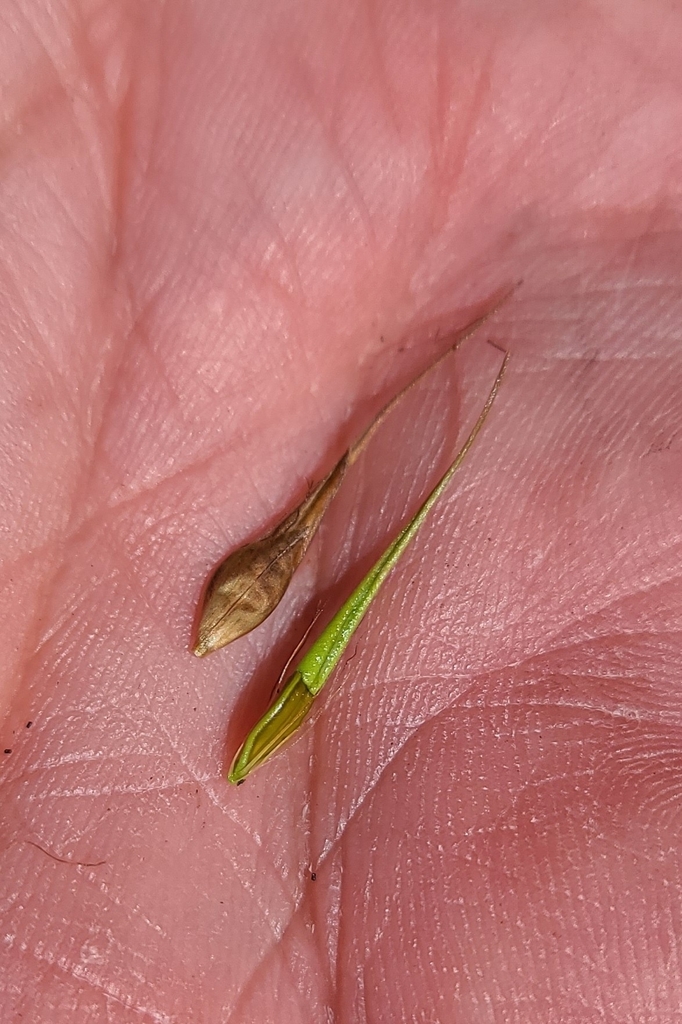 Rhynchospora macrostachya