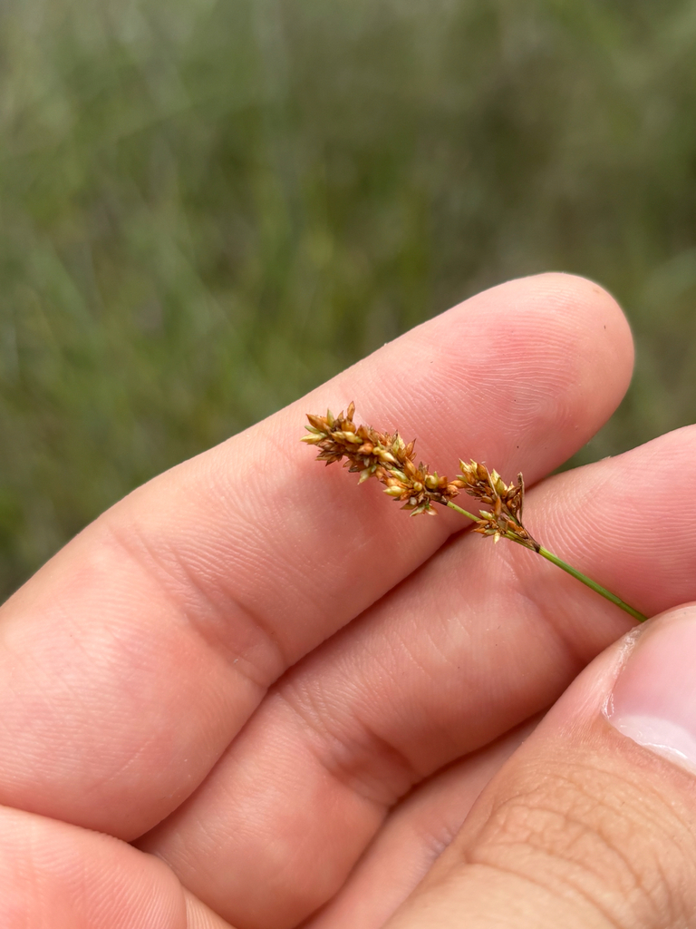 Rhynchospora marliniana