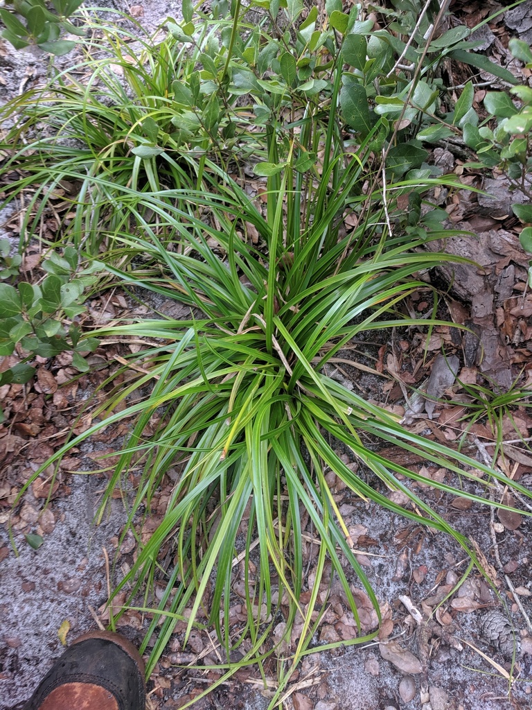 Rhynchospora megalocarpa