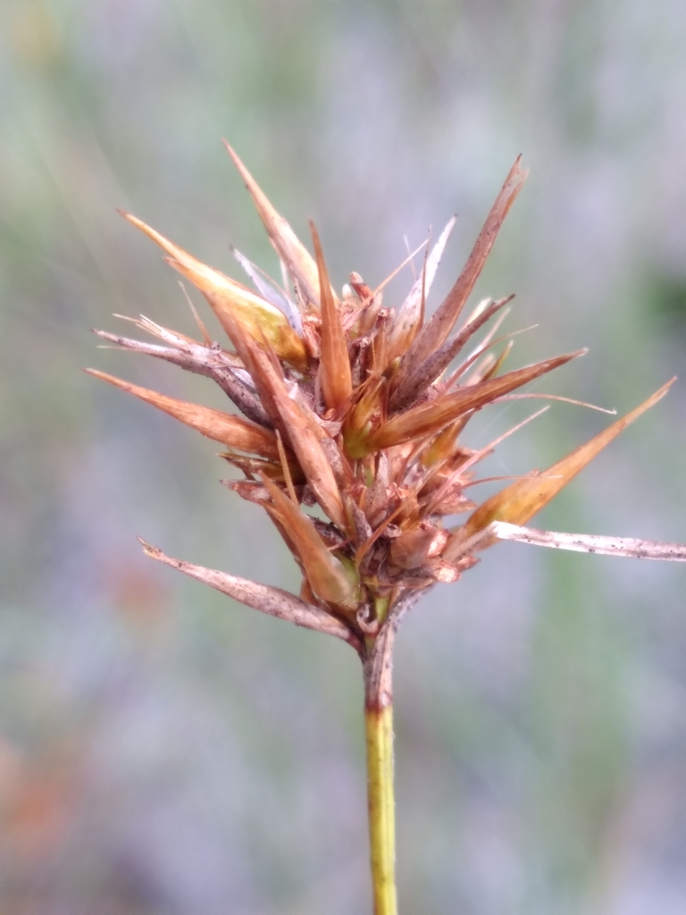 Rhynchospora megaplumosa