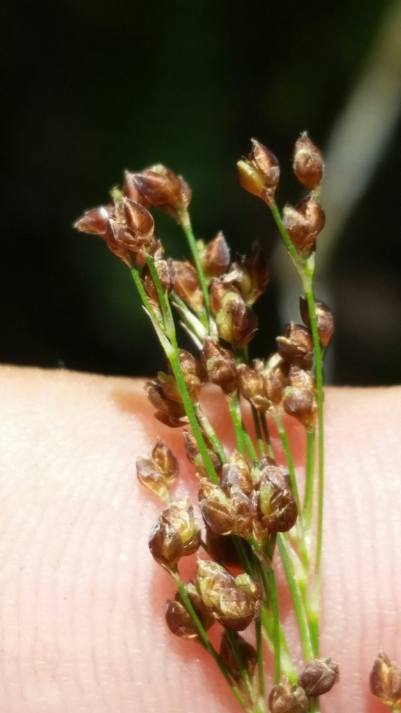 Rhynchospora microcarpa