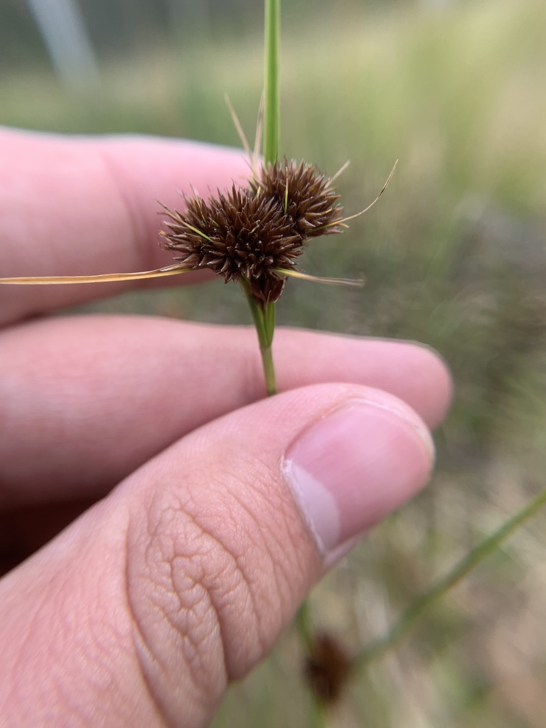 Rhynchospora microcephala