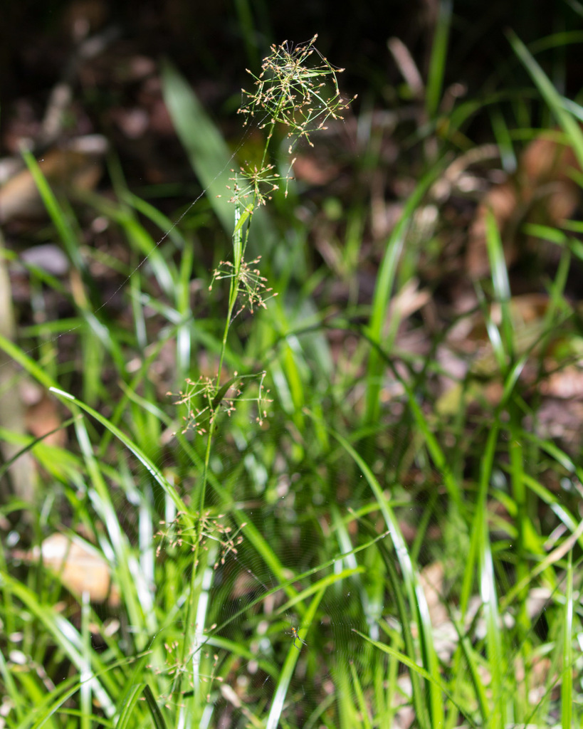 Rhynchospora miliacea