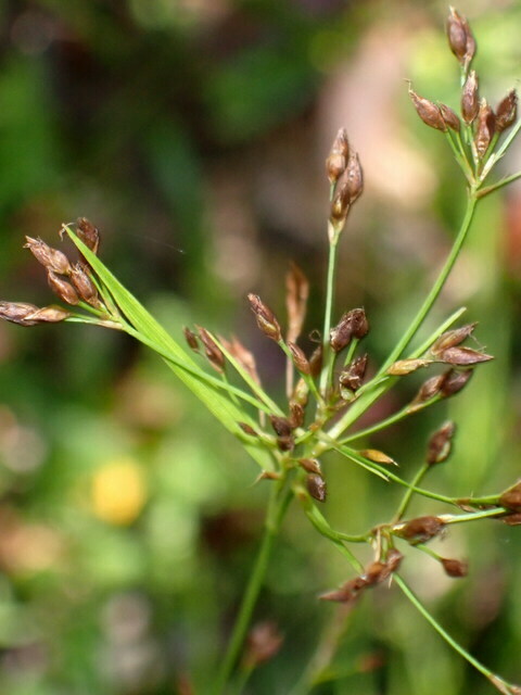 Rhynchospora mixta