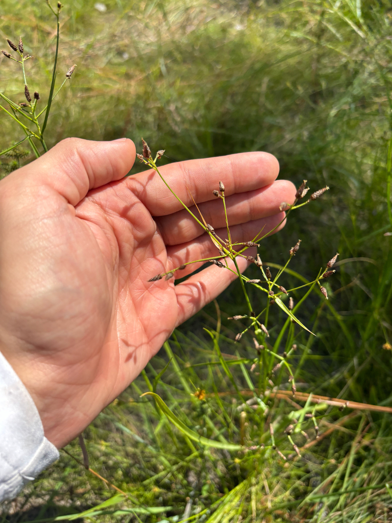 Rhynchospora nitens
