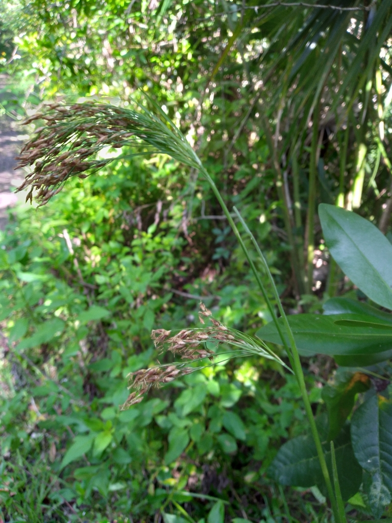 Rhynchospora odorata