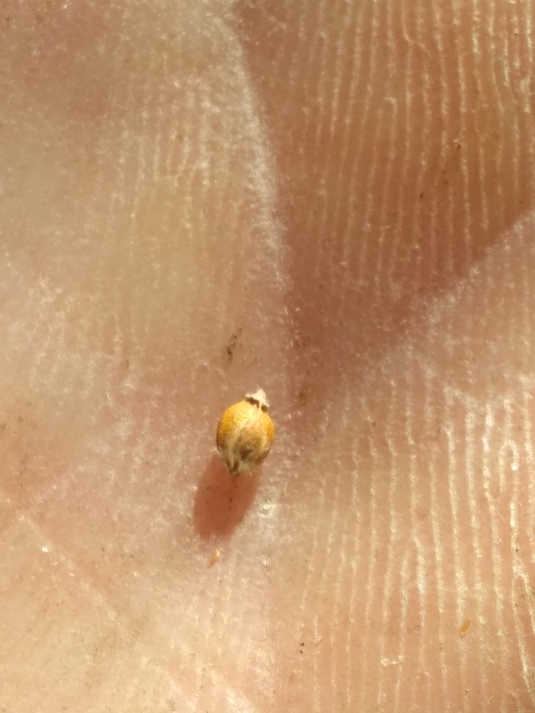 Rhynchospora oligantha