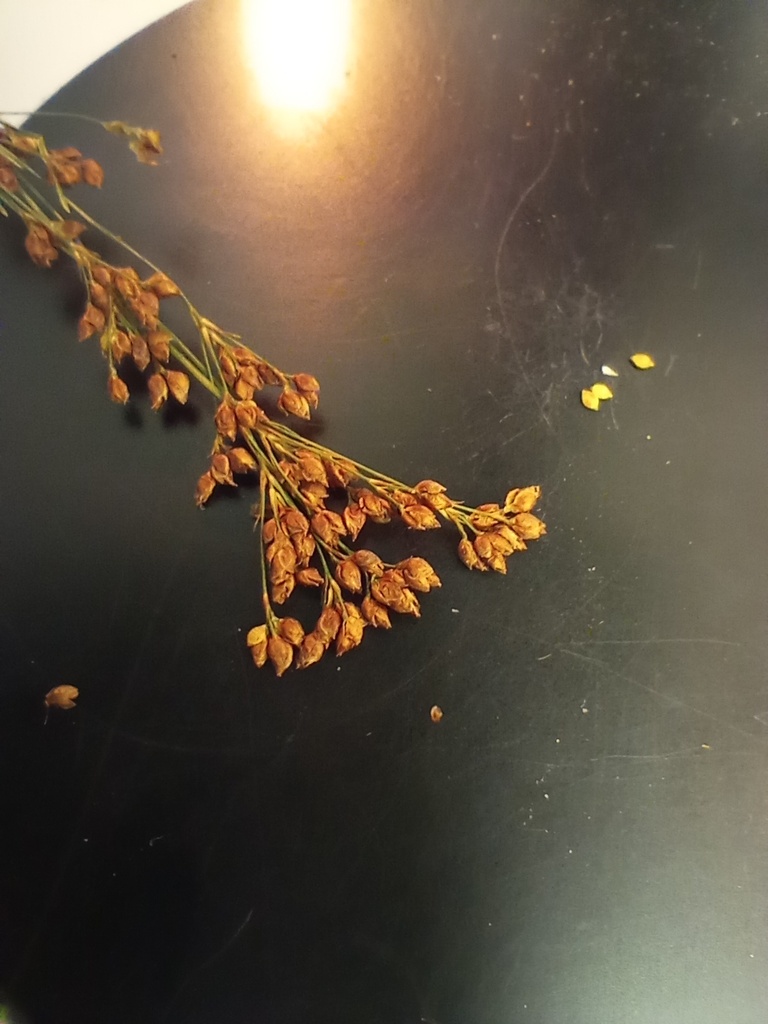 Rhynchospora perplexa