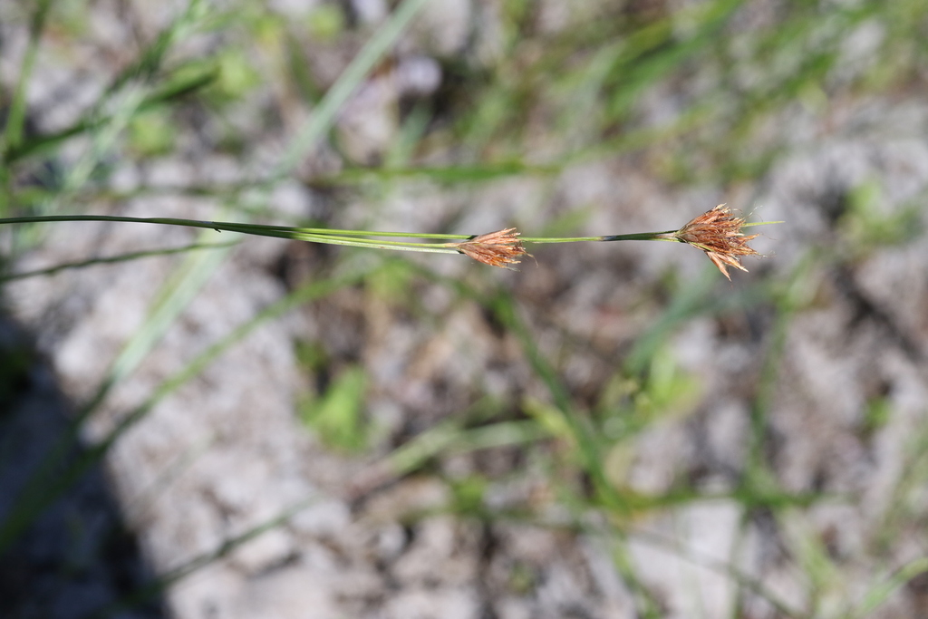 Rhynchospora pleiantha