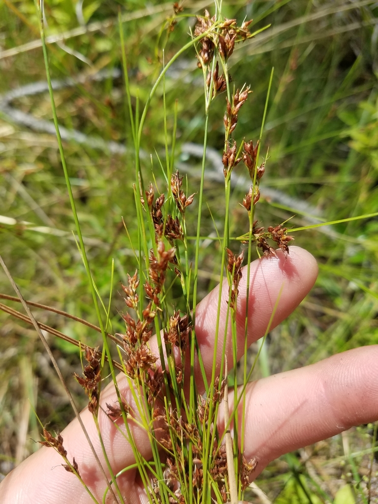 Rhynchospora plumosa