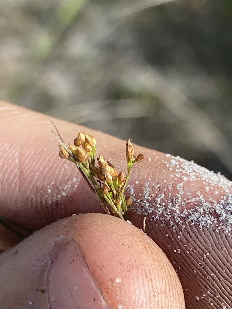 Rhynchospora pusilla