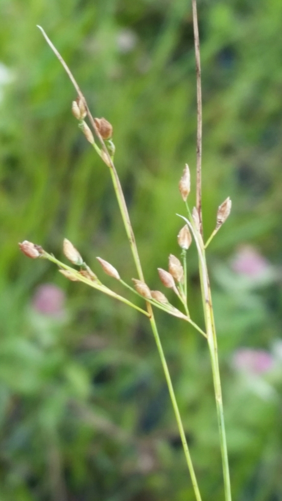 Rhynchospora rariflora