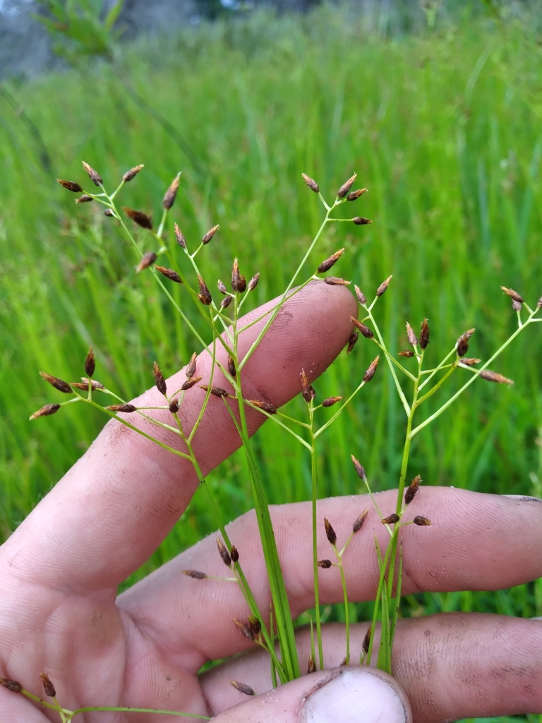 Rhynchospora scirpoides