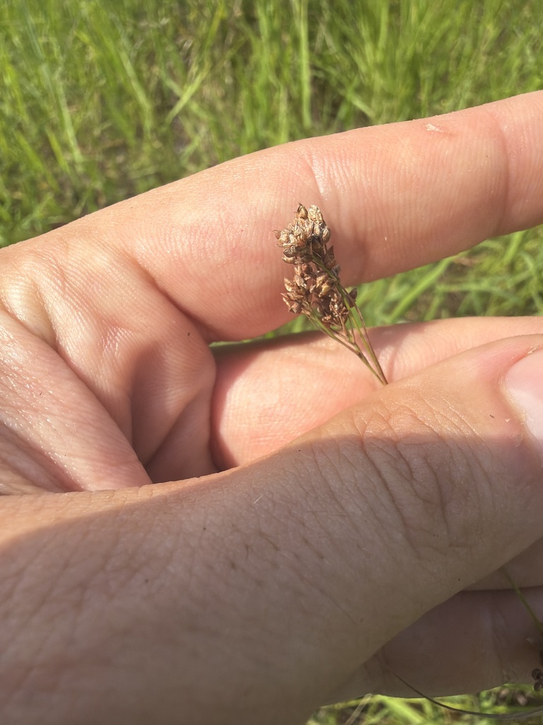 Rhynchospora sulcata