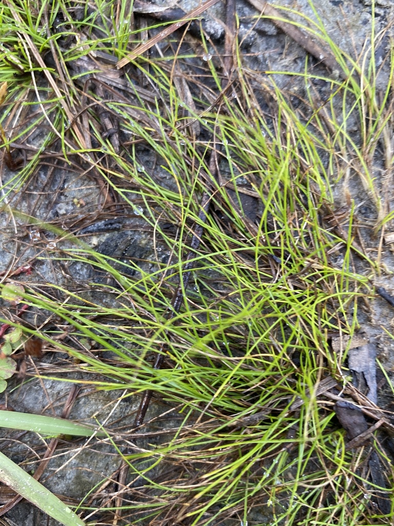 Rhynchospora thornei