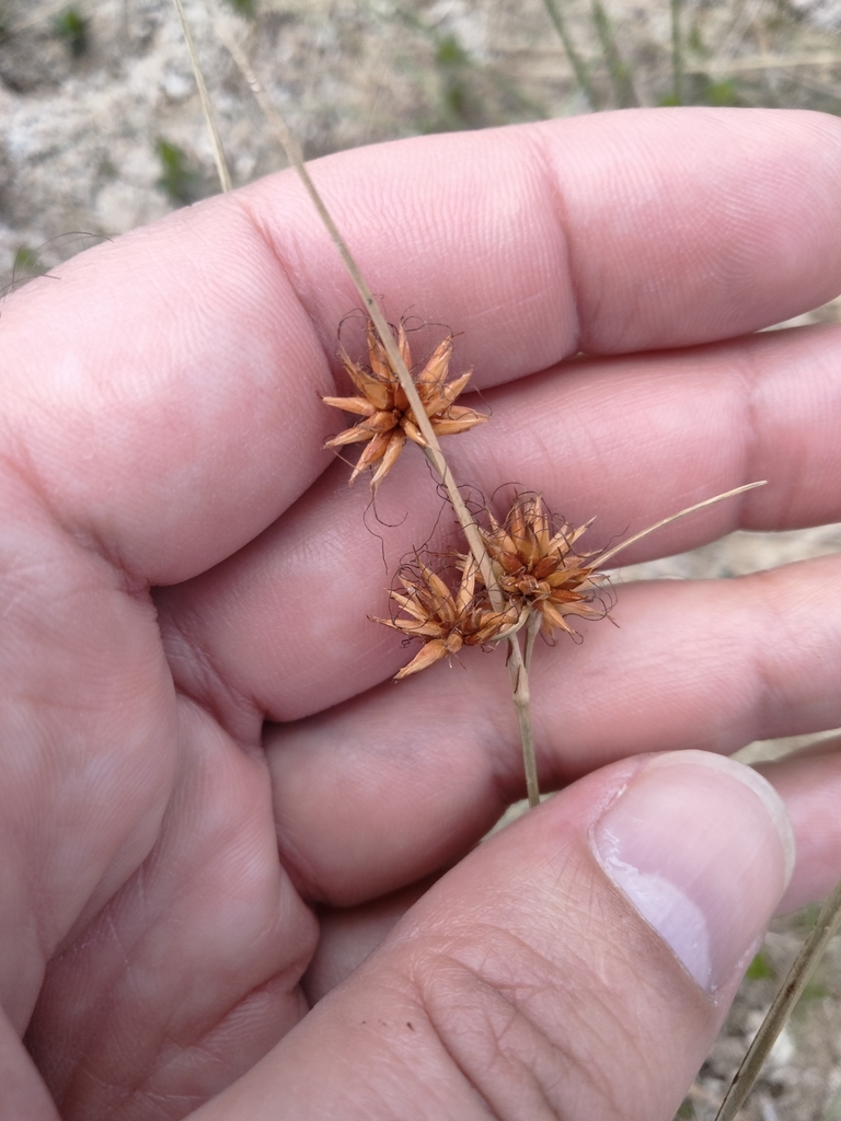 Rhynchospora tracyi