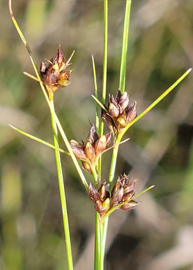 Rhynchospora wrightiana