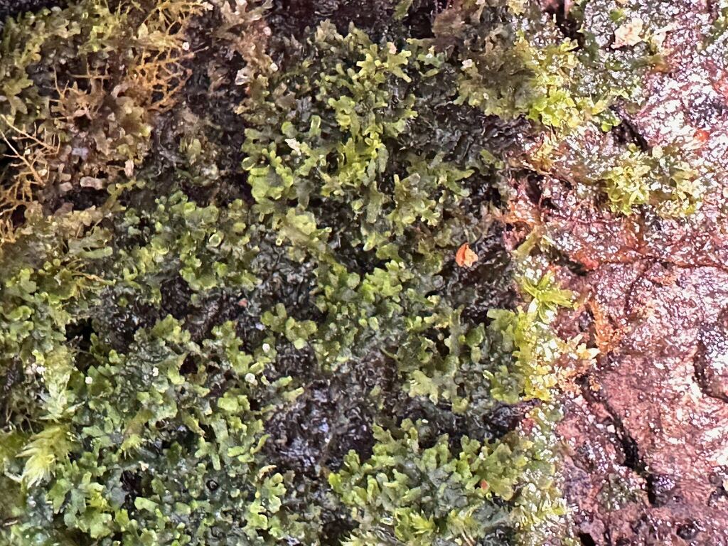 Riccardia chamedryfolia