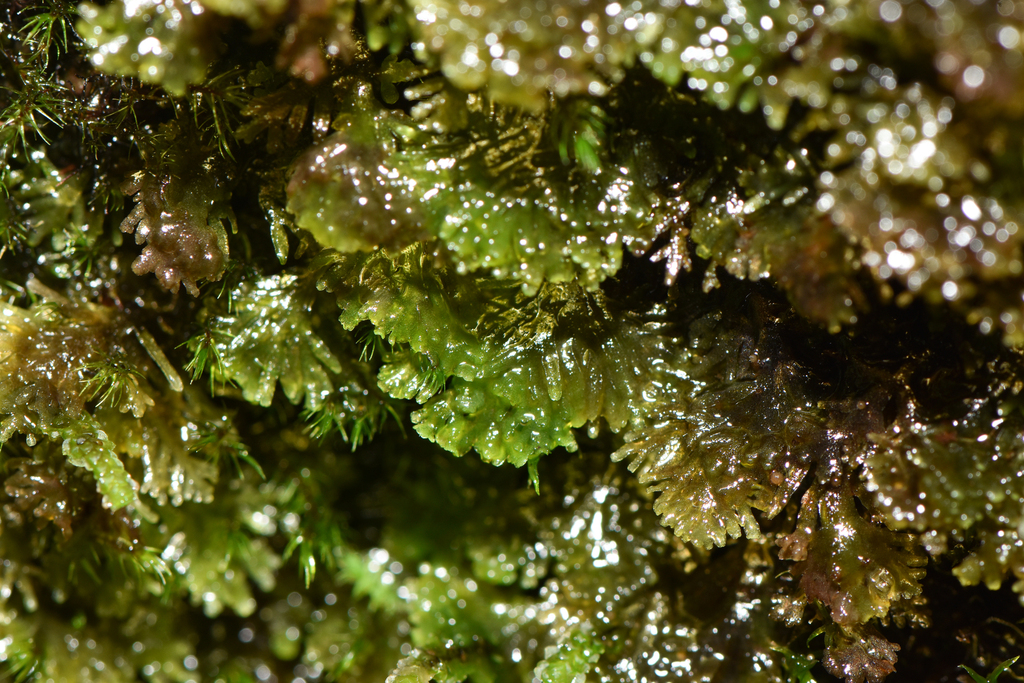 Riccardia multifida subsp. multifida