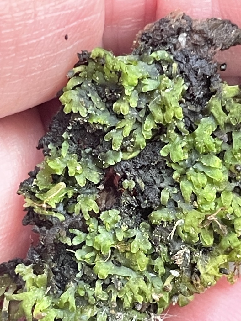 Riccardia palmata