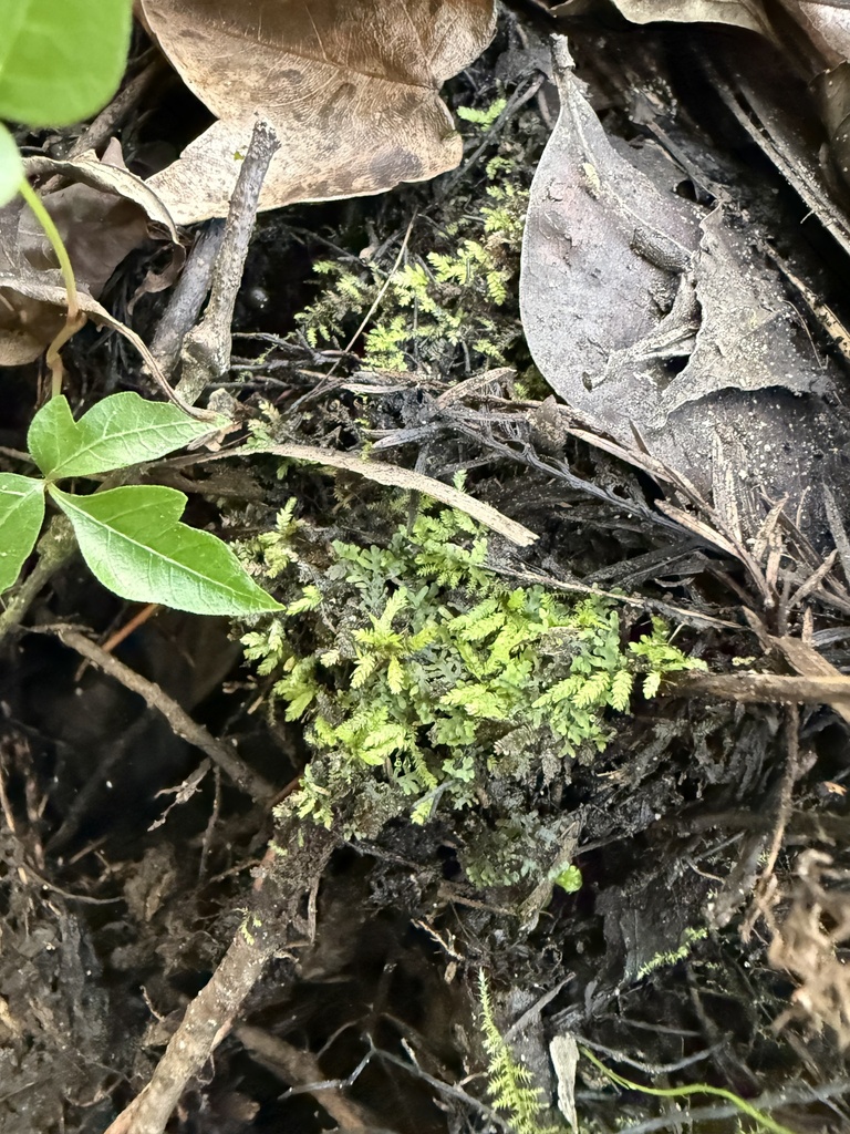 Riccardia stricta